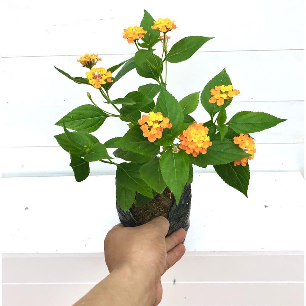 Cây hoa ngũ sắc