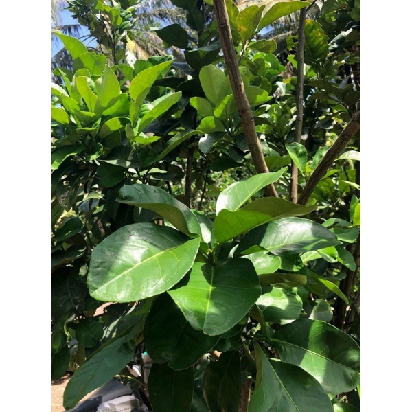 Phân bón lá, rễ Behn Meyer 30-10-10+TE giúp cây đâm tược, xanh lá, dày lá