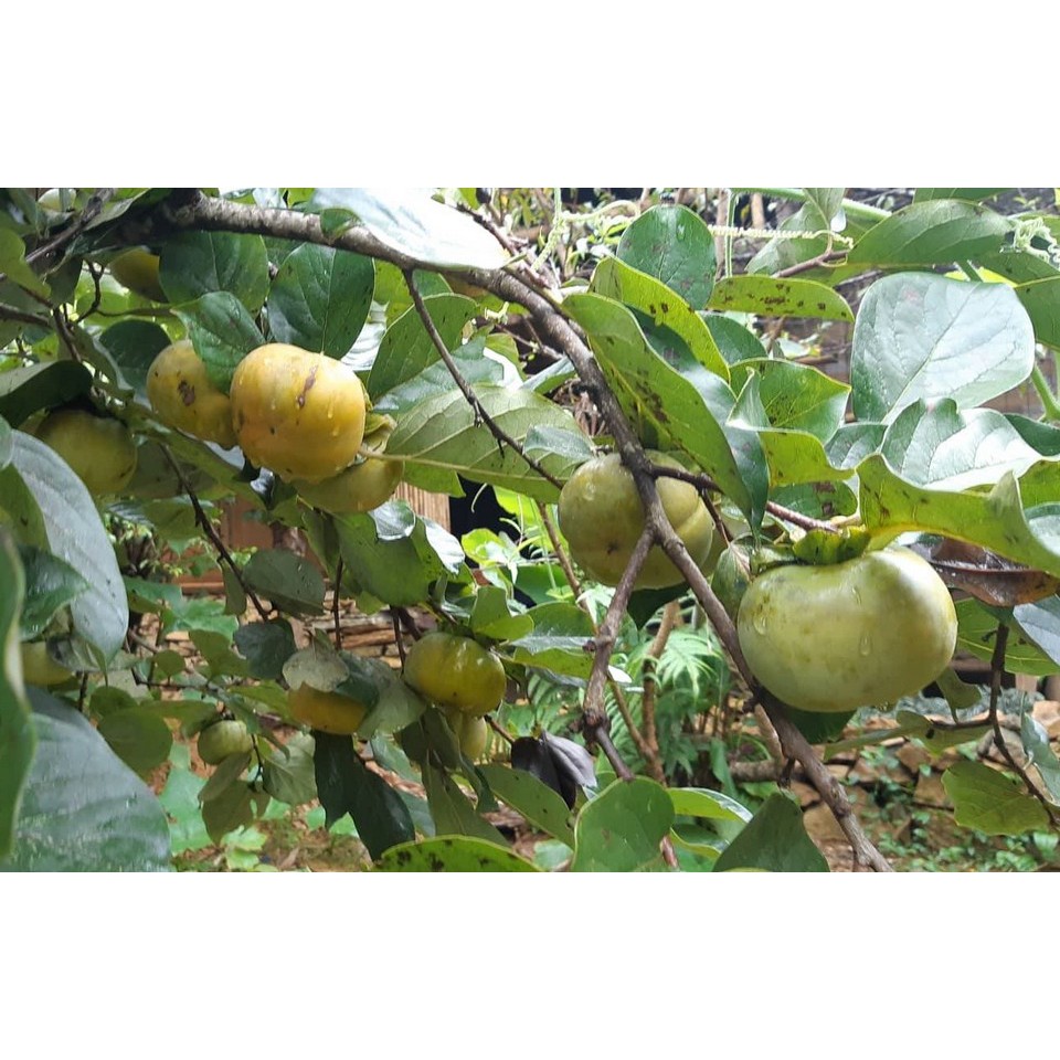 Cây giống Hồng giòn Đà Lạt NHƯ HÌNH CÂY CAO HƠN 1M RỒI Ạ.