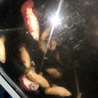BETTA RỒNG ĐỎ ( mái )
