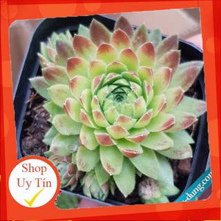 Sen đá phật bà tia lửa trung🍏 |FREESHIP| 🔥 XỨ NÓNG, ĐÃ THUẦN KHÍ HẬU, KHOẺ ĐẸP 🍏 LỖI 1 ĐỔI 1