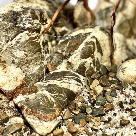 ĐÁ CUỘI VÂN MÂY SIÊU ĐẸP  - CHUYÊN THIẾT KẾ HỒ THỦY SINH BIOTOP ĐIỂM NHẤN QUAN TRỌNG CHO BỂ CÁ THỦY SINH