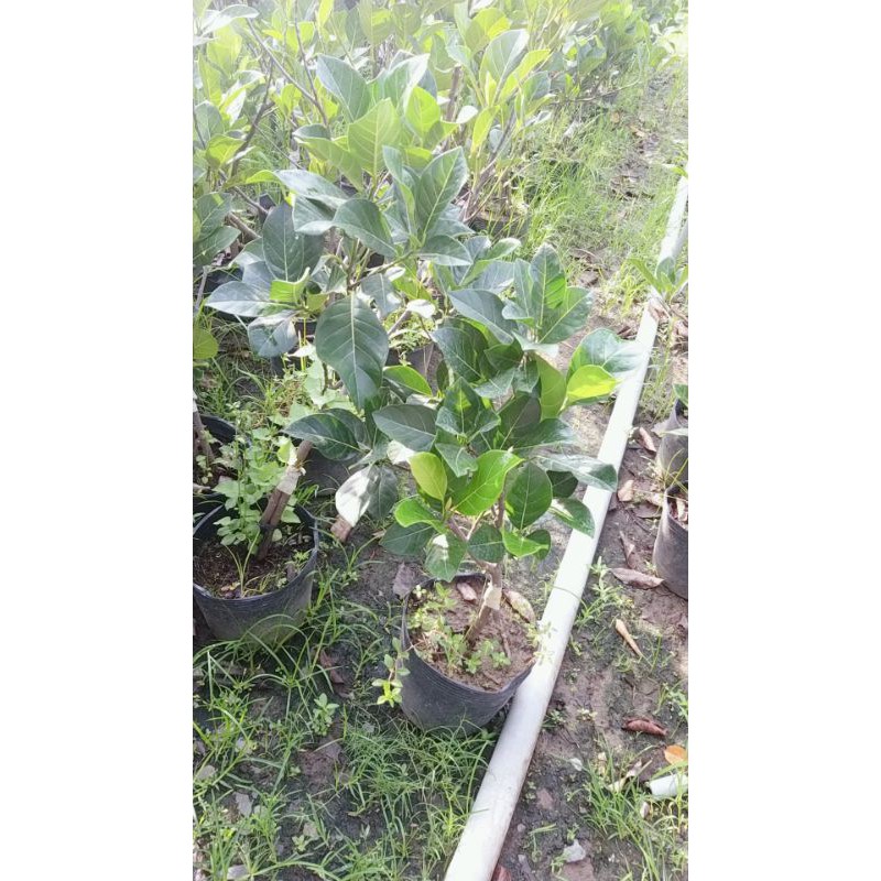 GIỐNG MÍT SƠ ĐỎ RUỘT ĐỎ MALAYSIA (CÂY CAO 1M-1.2M)