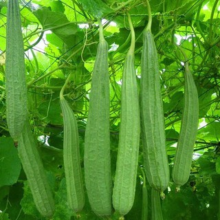 1g Hạt giống Mướp khía lai 