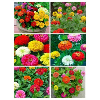 GÓI 10gr HẠT CÚC LÁ NHÁM MIX MÀU