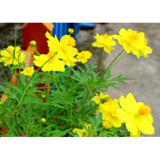 Gói 50  hạt giống hoa Cúc Sao Nháy Lùn Kép Vàng