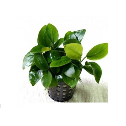 Cây thủy sinh ráy hoa lá lớn