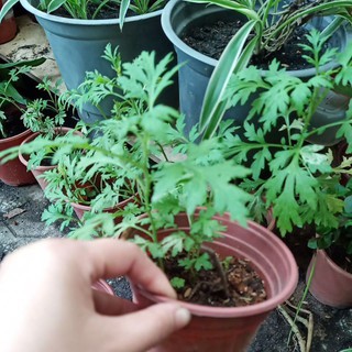Chậu cây giống Ngải Cứu