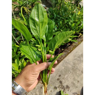Bách thủy tiên - trồng thủy sinh, cạn hoặc bán cạn