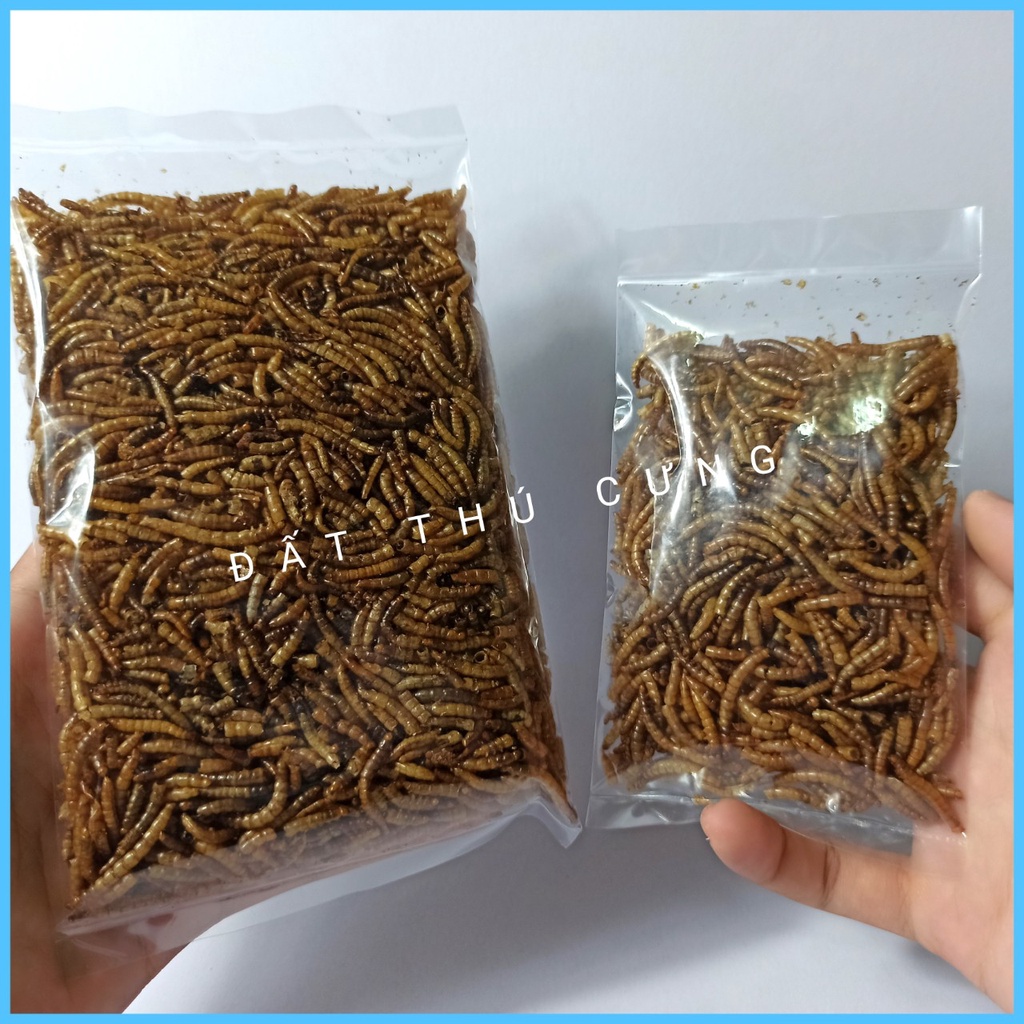 Sâu rang superworm dinh dưỡng dành cho hamster,sóc,chim cảnh