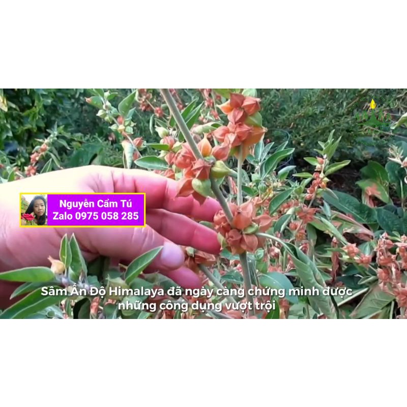 Giống Sâm Ấn Độ Hymalaya Ashwagandha 10 trái khô tự nhiên❤️❤️tặng thêm 1 trái ❤️