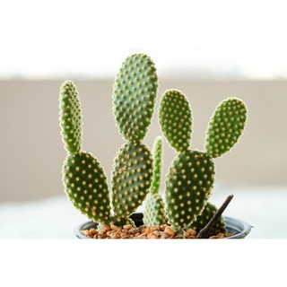 Combo 5 cây xương rồng Lê gai (xương rồng tai thỏ) cây con size mini để bàn -không gồm chậu