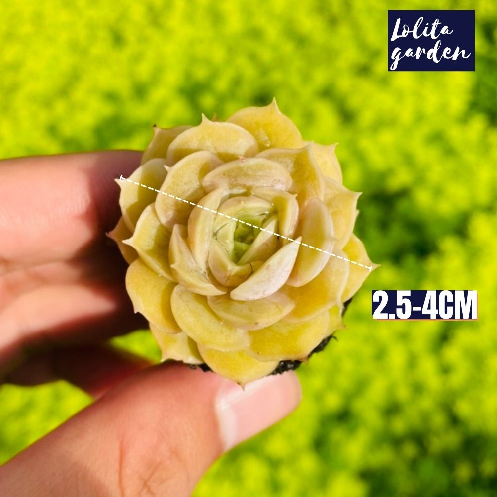 Sen đá ngọc bích Đà Lạt size mini cây cảnh trang trí nhà cửa Lolita garden