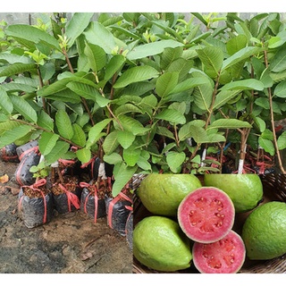 CÂY GIỐNG ỔI  RUỘT HỒNG  RUBI