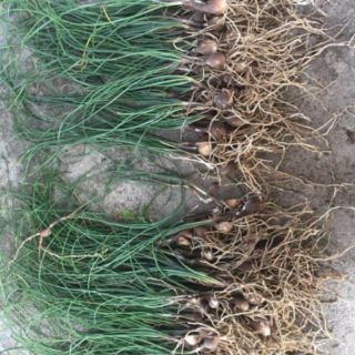 Củ giống huệ mưa trắng traubii