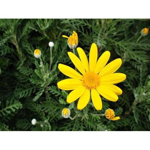 Hạt giống cúc thân gỗ (tặng kèm phân bón và kích mầm)