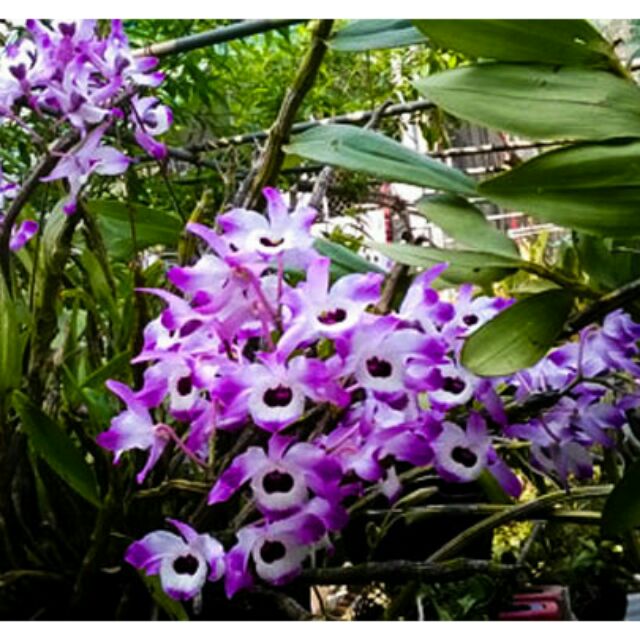 Hoàng thảo đùi gà bắc cạn