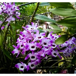 Hoàng thảo đùi gà bắc cạn