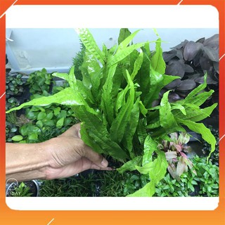 Cây thủy sinh Dương Xỉ Java (Microsorum java)