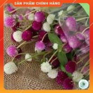 HẠT GIỐNG CÚC BẠCH NHẬT NHIỀU MÀU GÓI 50 HẠT