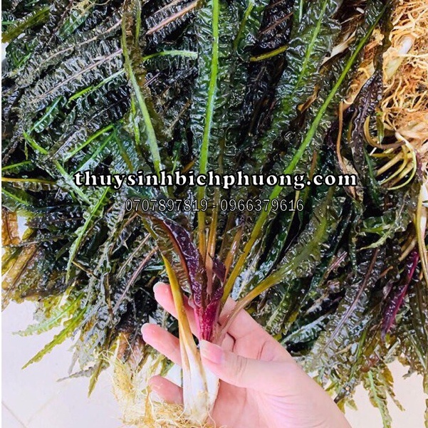 TIÊU THẢO BALANCE LÁ NHĂN - CÂY THUỶ SINH DỄ TRỒNG KHÔNG CO2