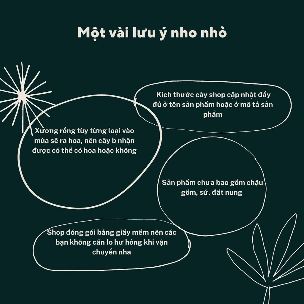 Xương rồng astro   FREE SHIP Xuất xứ Đà Lạt, đã thuần khí hậu