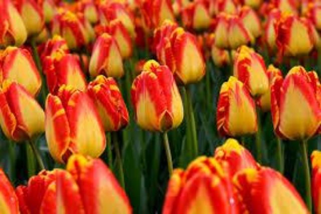 Củ hoa tulip màu vàng viền đỏ nhập khẩu hà lan