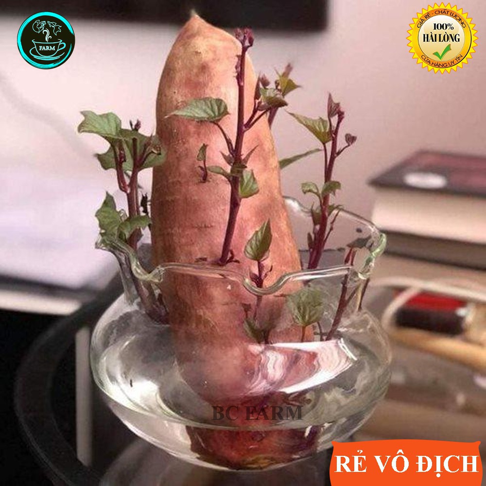 Khoai lang thủy canh - cây cảnh - trang trí văn phòng