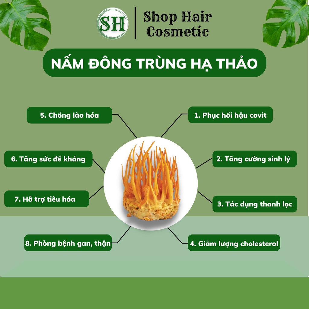 Đông trùng hạ thảo khô hộp 25g sấy thăng hoa, nấm đông trùng loại thượng hạng đạt tiêu chuẩn của Viện Hàn Lâm VN