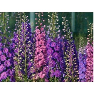 Hạt giống Hoa Violet