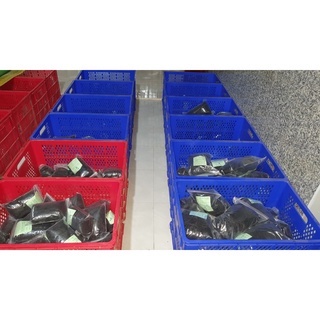 LƯỚI CHIM ĐÊM => CƯỚC THÁI - ĐÁNH TỔNG HỢP CHIM BAN ĐÊM