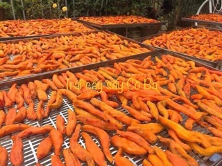 KHOAI LANG SẤY DẺO