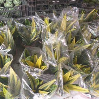 Cây 🌲 Lưỡi hổ Hoàng kim( giống mới)