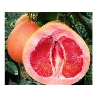 Cây giống bưởi đỏ phúc kiến
