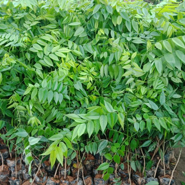 Sưa  đỏ giống