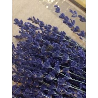 Hoa Lavender Pháp 150 nhành