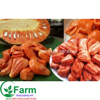 combo 02 vối nếp sạ đen choai chanh đào lá dưa trà xanh - 01 vải ghép  kiwi buởi ruby mít đỏ cam đường