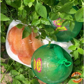 Bưởi da xanh ruột đỏ