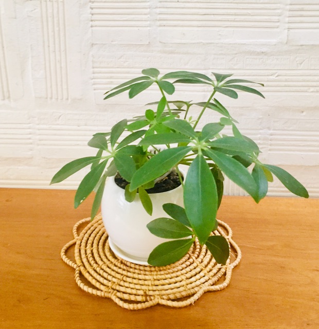 Tấm lót mây kiểu decor treo tường, chụp ảnh; Tấm lót bình hoa đường kính 25cm