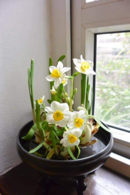 Củ giống hoa thủy tiên