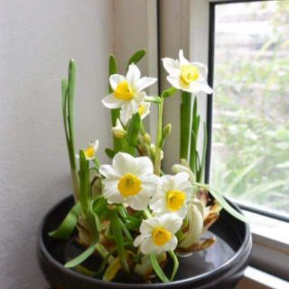 Củ giống hoa thủy tiên( củ nhỏ củ giống)