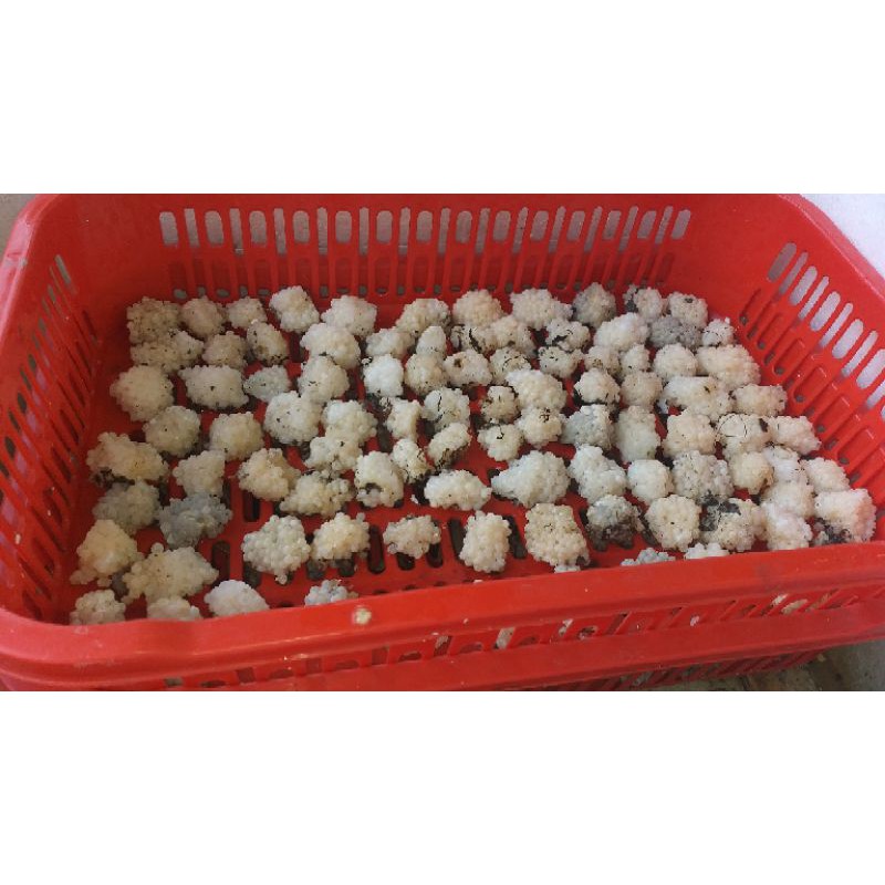 #TrứngỐcBưuĐen 50 Trứng Loại 95%