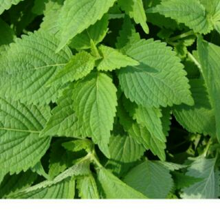 lá kinh dưới khô 500g