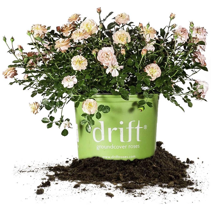 HẠT GIỐNG 20 HỒNG HOA SIÊU HOA Cây hoàn hảo Apricot Drift Rose Live Plant, 3 Gallon, Bao gồm Hướng dẫn Chăm sóc