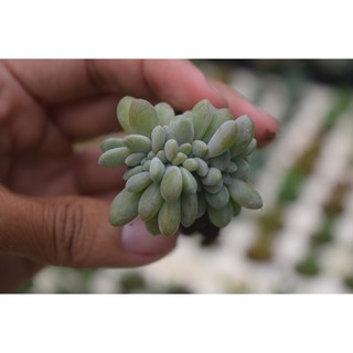 sen đá giọt lệ mini 2-4cm