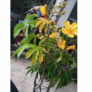 Hoa Mai Hà Lan
