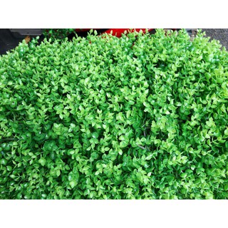 10 TẤM CỎ TAI CHUỘT KT:40X60CM