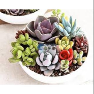 Hạt giống sen đá mix