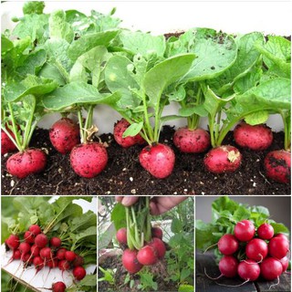 Hạt giống củ cải đỏ ti hon F1 – 1 Gói 5g