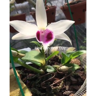 Hoa lan Phi điệp 5 cánh trắng Tam dương